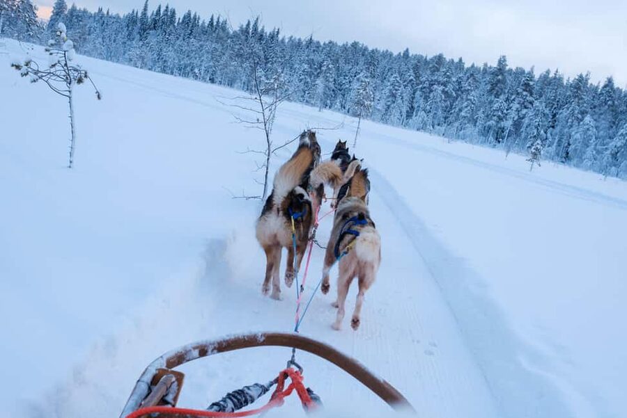 Rovaniemi: Lapland Wilderness Husky Safari 7,5 km - At the Husky Kennel: Meet the Dogs Before You Ride