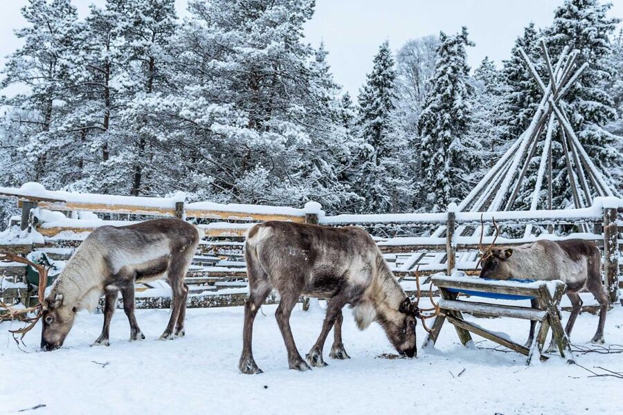 Rovaniemi: Local Reindeer Farm Visit with Sleigh Ride - Key Highlights You’ll Actually Care About