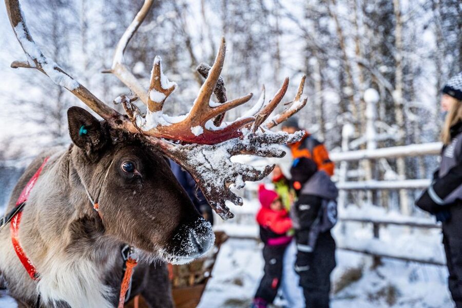 Rovaniemi: Local Reindeer Farm Visit with Sleigh Ride - The Big Picture: What This Tour Delivers in 3 Hours