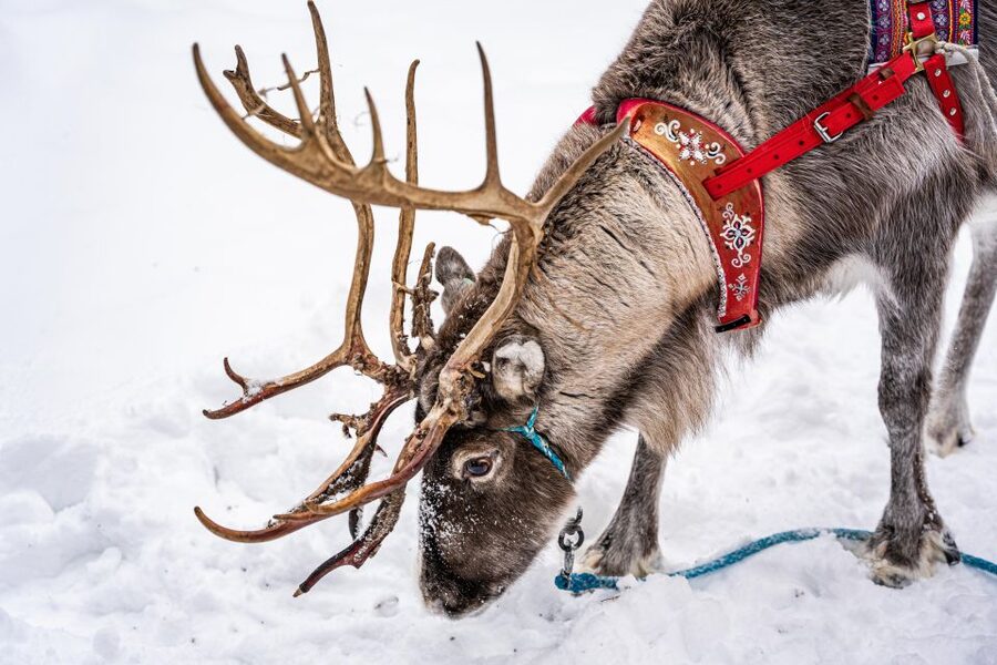 Rovaniemi: Local Reindeer Farm Visit with Sleigh Ride - Entering the Farm: Meet Reindeer and Hear Real Herding Stories
