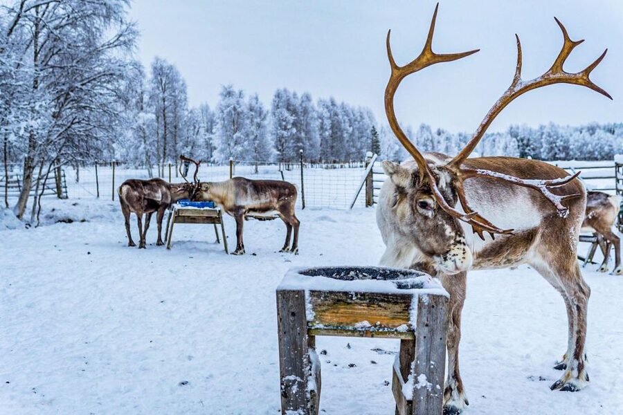 Rovaniemi: Local Reindeer Farm Visit with Sleigh Ride - Feeding the Reindeer: Close-Up Time Without Petting