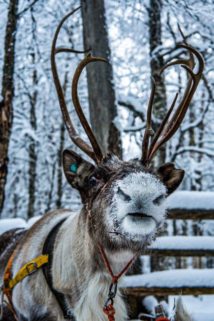 Rovaniemi: Local Reindeer Farm Visit with Sleigh Ride - Price and Value: Why $190 Can Make Sense Here