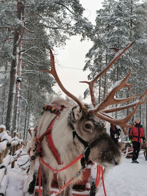 Rovaniemi: Meet Santa Claus, Reindeer Sleigh Ride & Huskies - Practical tips so you enjoy every minute
