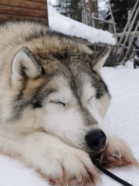 Rovaniemi: Meet Santa Claus, Reindeer Sleigh Ride & Huskies - Santa Claus Village: meeting Santa without losing your day