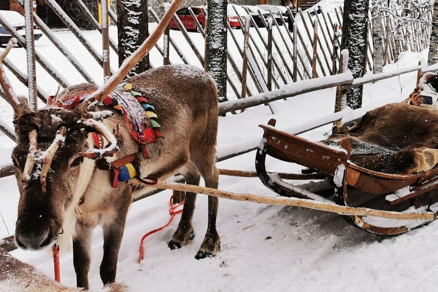 Rovaniemi: Meet Santa Claus, Reindeer Sleigh Ride & Huskies - Who this tour fits best (and who should think twice)