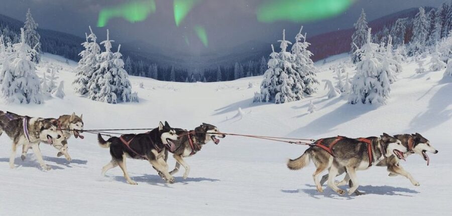 Rovaniemi: Northern Lights and Husky Sleigh Ride - Key Points to Know Before You Go