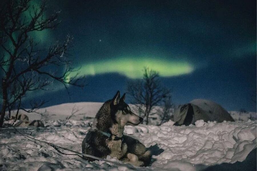 Rovaniemi: Northern Lights and Husky Sleigh Ride - Price and Value at $269: When This Is Worth It