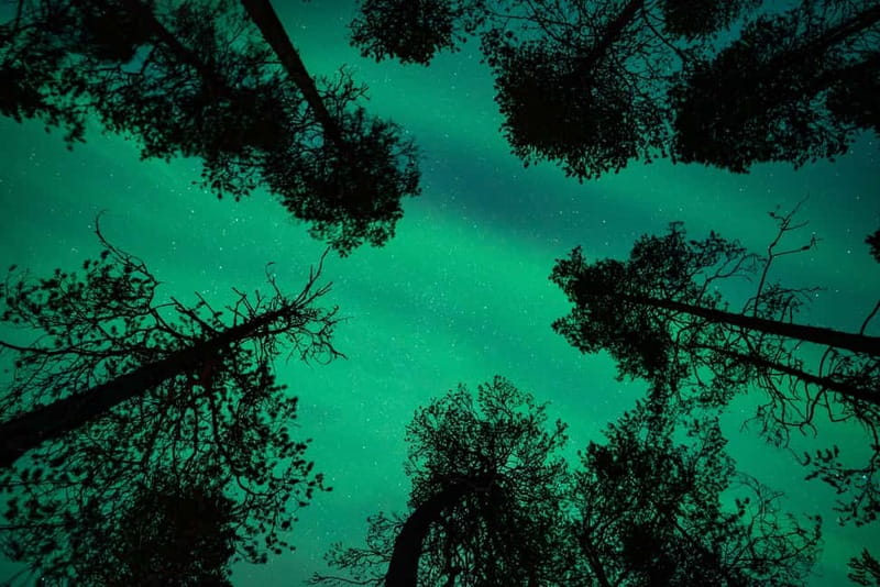 Rovaniemi: Northern Lights Quad Bike Tour - Final decision: should you book Rovaniemi’s quad Northern Lights tour?