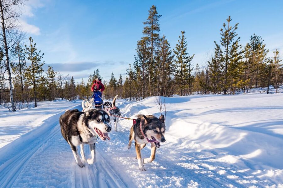 Rovaniemi: One Hour Husky Experience - Getting To The Huskies: Rovaniemi Pickup That Keeps Winter Easy