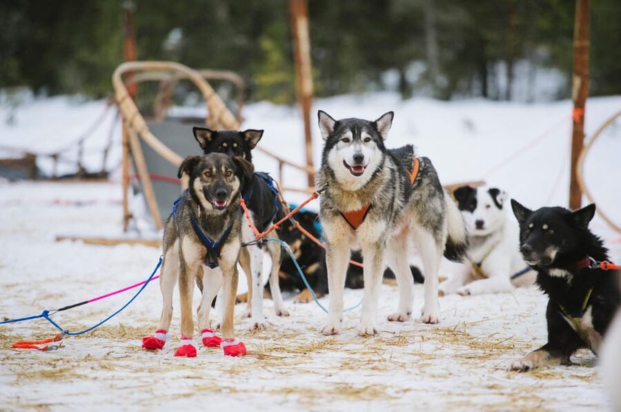 Rovaniemi: One Hour Husky Experience - On Arrival: Welcome, Safety Notes, And How The Ride Actually Works