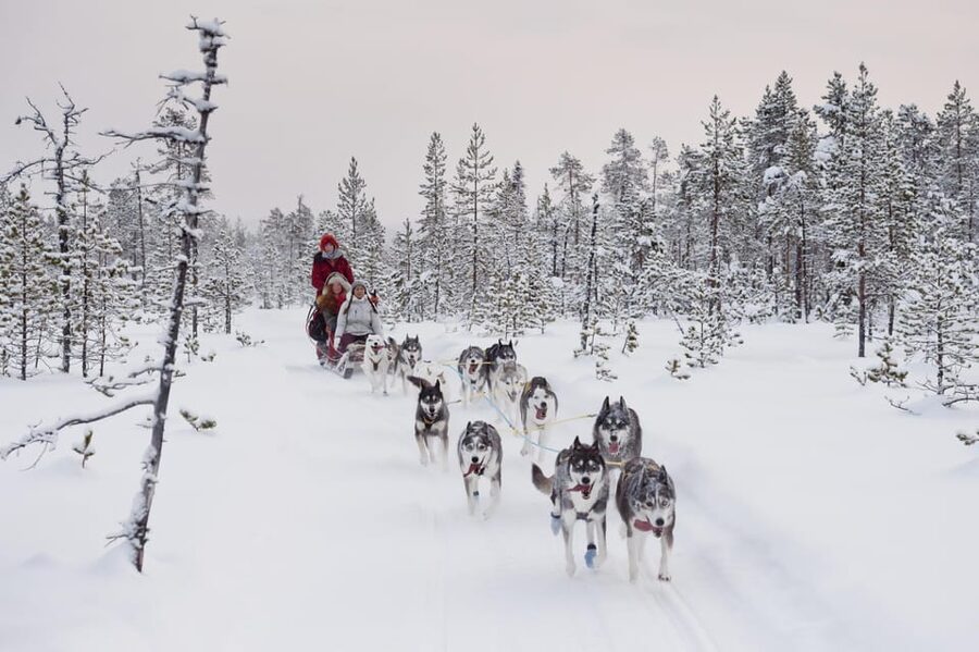 Rovaniemi: One Hour Husky Experience - The Heated Hut Lesson: Hot Drinks, Cookies, And Practical Husky Talk