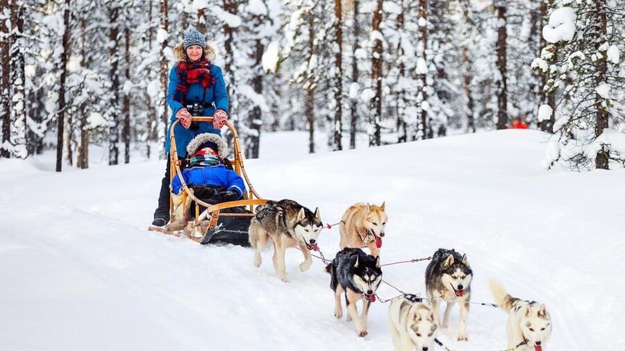 Rovaniemi: One Hour Husky Experience - Who Should Book This Husky Experience (And Who Should Think Twice)