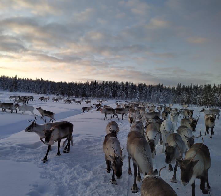 Rovaniemi: Private Reindeer Farm Visit and Walk-Along - Key things you’ll remember from this private reindeer experience