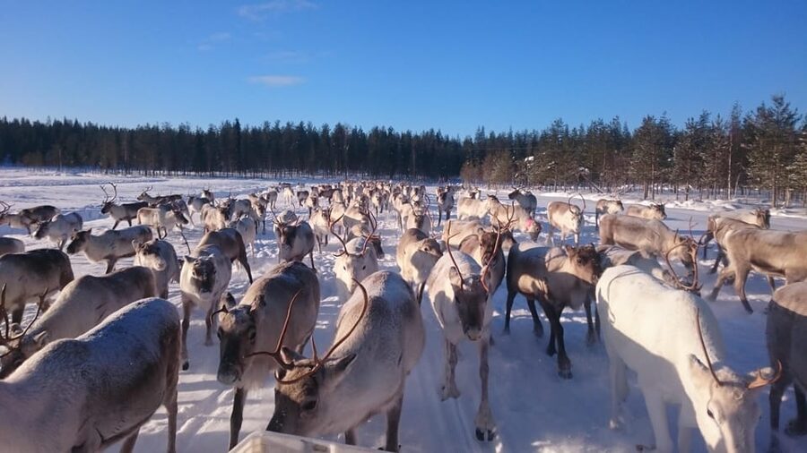 Rovaniemi: Private Reindeer Farm Visit and Walk-Along - Why this private reindeer farm feels less like a tour