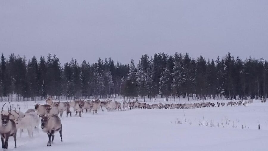 Rovaniemi: Private Reindeer Farm Visit and Walk-Along - The 2-hour flow: what happens from first hello to last photo