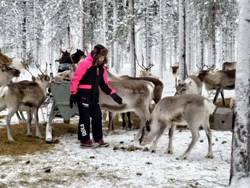 Rovaniemi: Private Reindeer Farm Visit and Walk-Along - Snowmobile sleigh ride: short, scenic, and full of motion