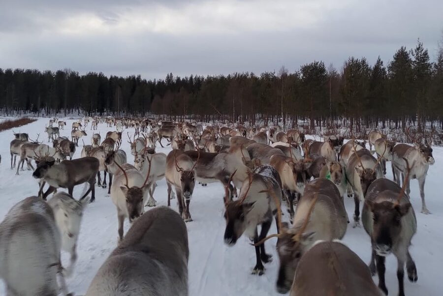 Rovaniemi: Private Reindeer Farm Visit and Walk-Along - Kota tent break: berry juice, homemade treats, and s’mores