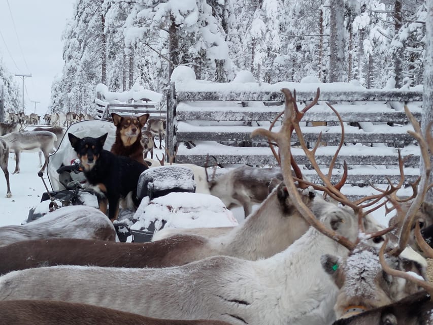 Rovaniemi: Private Reindeer Farm Visit and Walk-Along - Learning the lasso: a hands-on Lapland skill test
