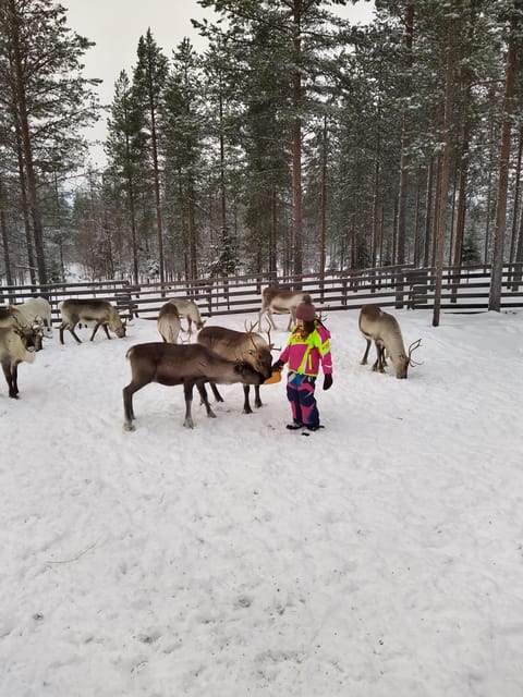 Rovaniemi: Private Reindeer Farm Visit and Walk-Along - Forest walk with reindeer: when the feeding continues