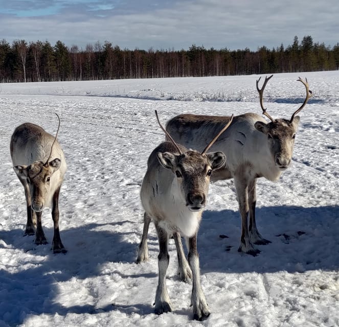 Rovaniemi: Private Reindeer Farm Visit and Walk-Along - Price and value: is $165 per person worth it?