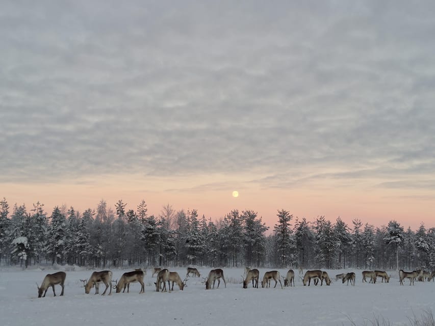 Rovaniemi: Private Reindeer Farm Visit and Walk-Along - Getting there: remote location and real winter timing