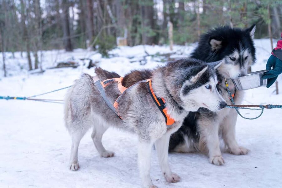 Rovaniemi: Private Santa Claus Village Tour & Sleigh Ride - Mercedes V-Class pickup: comfort for a cold start