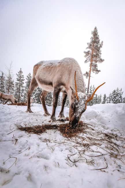 Rovaniemi: Private Santa Claus Village Tour & Sleigh Ride - Exploring the Arctic Circle at your own pace
