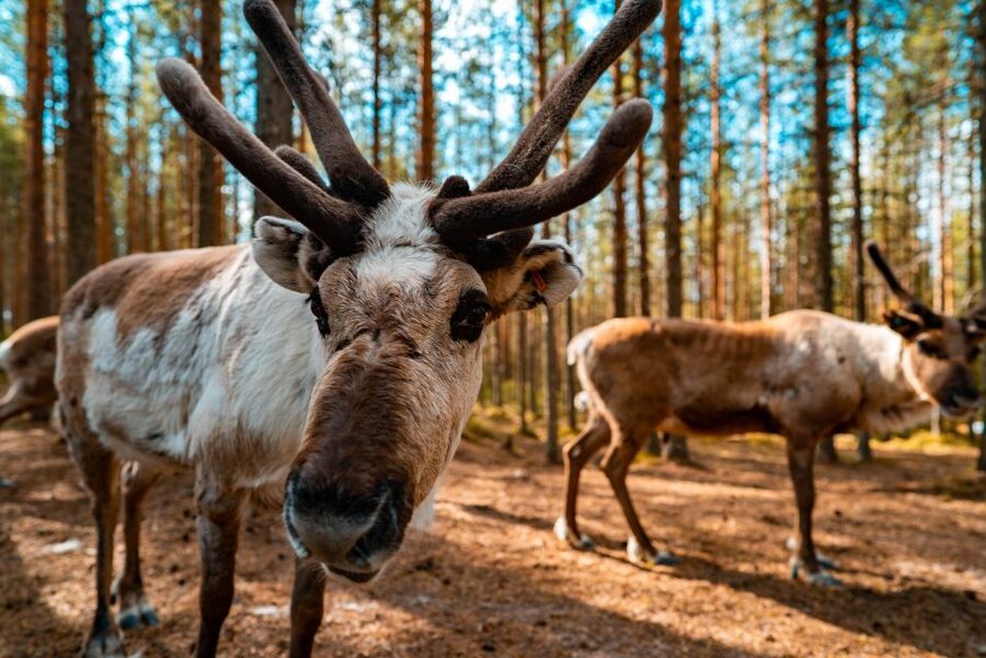 Rovaniemi: Quad Bike Safari, Reindeer & Husky Farm Visit - Entering Lapland: What This 4.5-Hour Day Feels Like