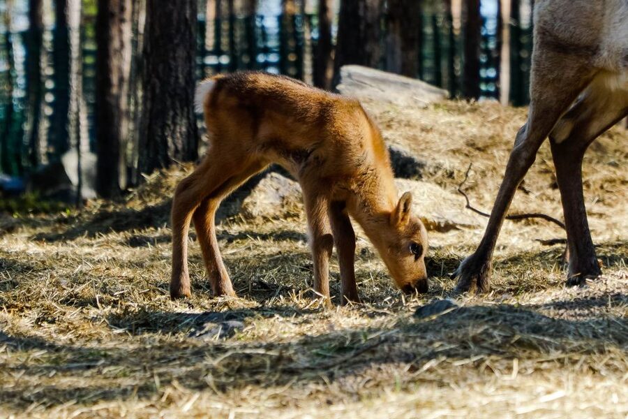 Rovaniemi: Quad Bike Safari, Reindeer & Husky Farm Visit - Quad Bike Safety and the Real Mechanics of Riding