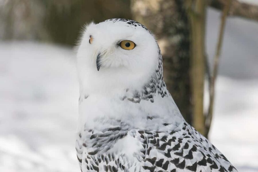 Rovaniemi: Ranua Arctic Wildlife & Hot BBQ lunch + Transfers - More than polar bears: the walk through 200+ Arctic species