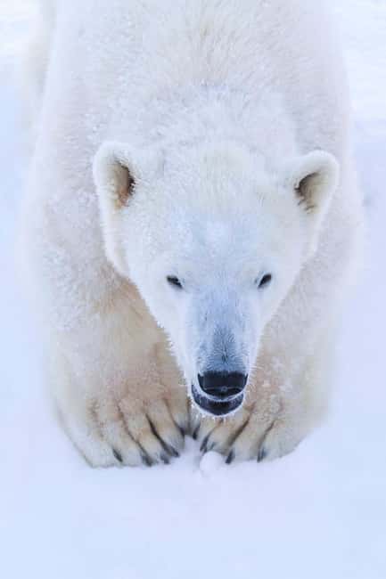 Rovaniemi: Ranua Arctic Wildlife & Hot BBQ lunch + Transfers - Guides make it: Mirco, Toni, Paul, Max, Genis, and more