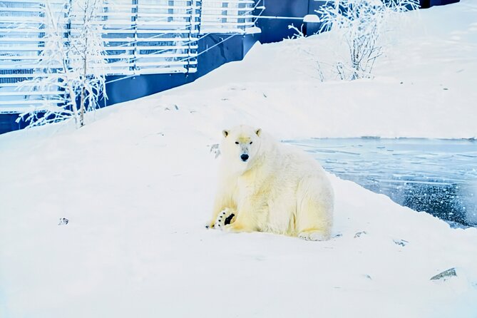 Rovaniemi: Ranua Arctic Wildlife Zoo Park Tour & Hot BBQ lunch - Key highlights you’ll feel on this Ranua tour