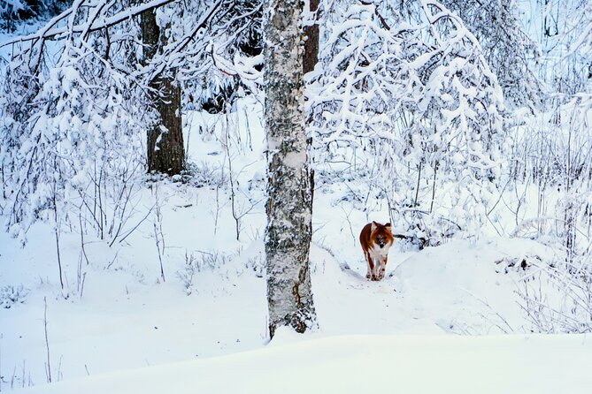 Rovaniemi: Ranua Arctic Wildlife Zoo Park Tour & Hot BBQ lunch - Hot BBQ lunch and the fire break you’ll be grateful for