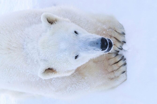 Rovaniemi: Ranua Arctic Wildlife Zoo Park Tour & Hot BBQ lunch - Attentive guiding in a small group (and why it matters in winter)