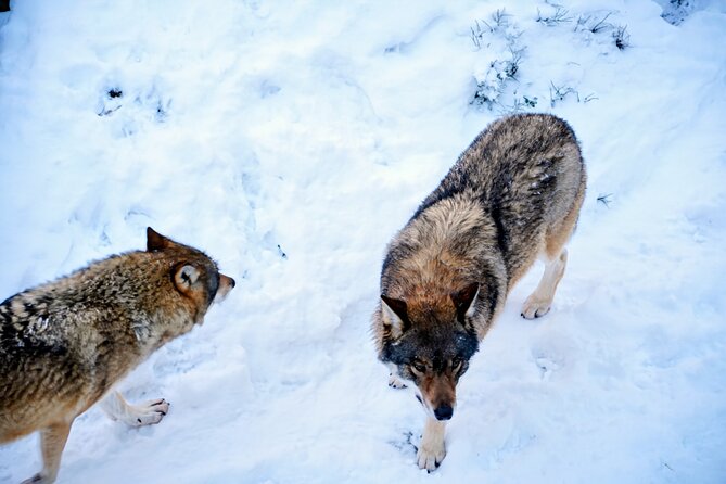 Rovaniemi: Ranua Arctic Wildlife Zoo Park Tour & Hot BBQ lunch - Price and value: is $150.56 per person worth it?