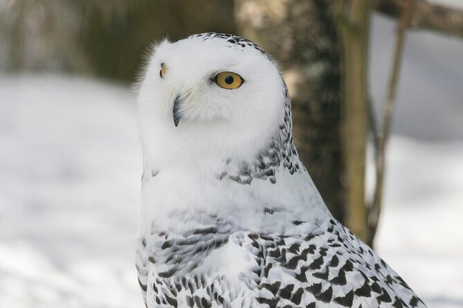 Rovaniemi: Ranua Arctic Wildlife Zoo Park Tour & Hot BBQ lunch - What to pack so the cold doesn’t spoil the day