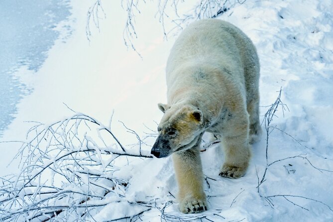 Rovaniemi: Ranua Arctic Wildlife Zoo Park Tour & Hot BBQ lunch - Stop 1: Ranua Zoo walk on a 2.5 km forest trail