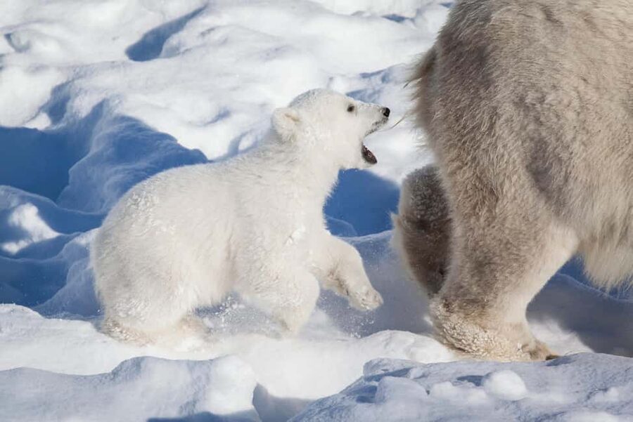 Rovaniemi: Ranua Wildlife Park Day Trip - Key things to know before you go