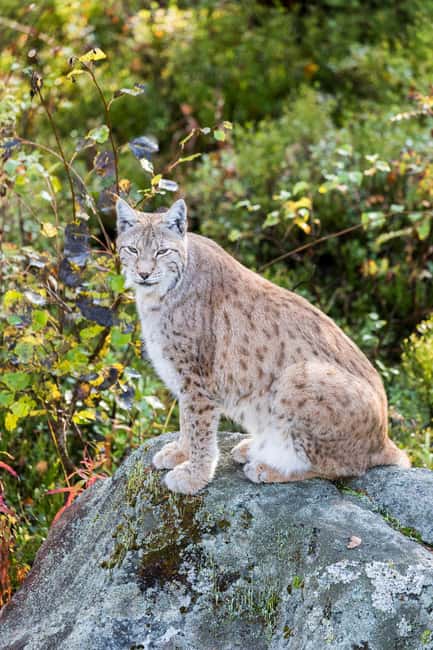 Rovaniemi: Ranua Wildlife Park Day Trip - Private pickup from Rovaniemi keeps the day simple