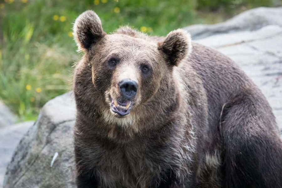 Rovaniemi: Ranua Wildlife Park Day Trip - Ranua Wildlife Park in 3 hours: guided, walkable, and outdoors-ready