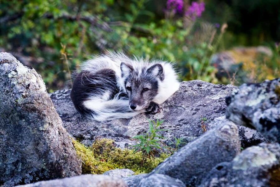 Rovaniemi: Ranua Wildlife Park Day Trip - Who this private Ranua day trip suits best (and who should skip it)