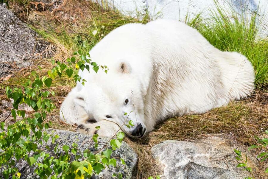 Rovaniemi: Ranua Wildlife Park Day Trip - Should you book this Ranua Wildlife Park day trip?