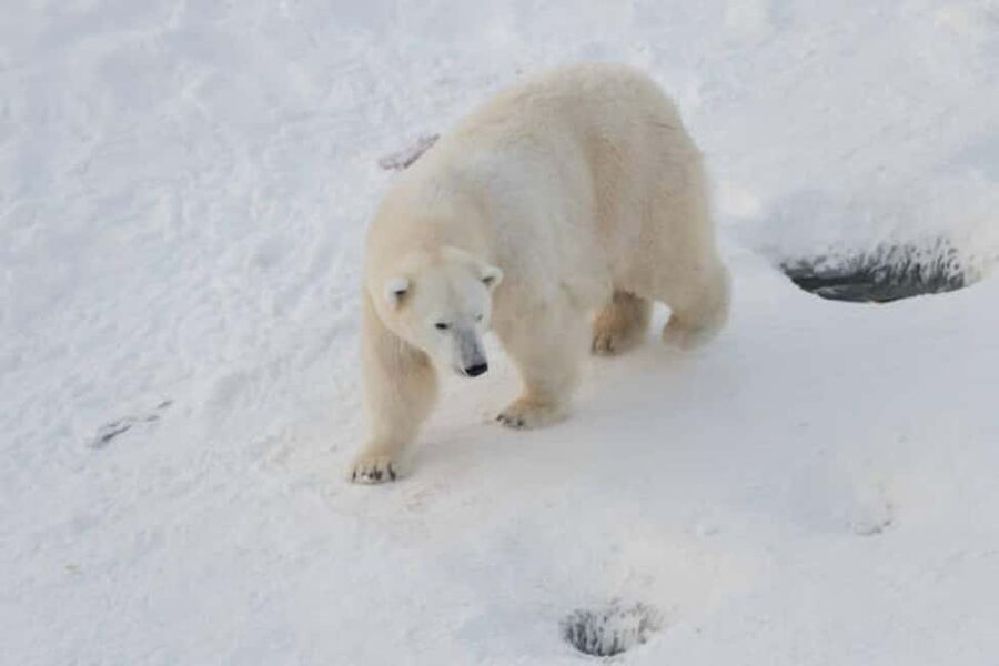 Rovaniemi: Ranua Wildlife Park Experience - The polar bear moment (and the rest of the Arctic cast)