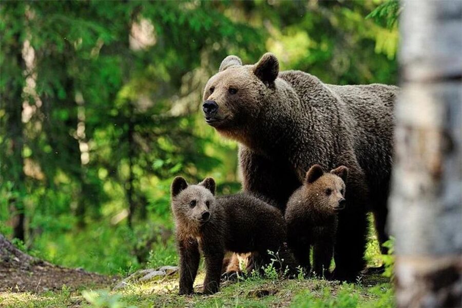 Rovaniemi: Ranua Zoo Entry Ticket with BBQ Picnic - Key things to know before you go