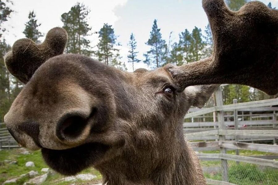Rovaniemi: Ranua Zoo Entry Ticket with BBQ Picnic - What to wear in Lapland: you’ll feel the cold