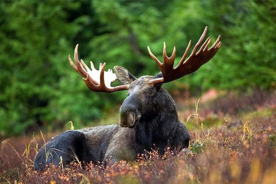 Rovaniemi: Ranua Zoo Entry Ticket with BBQ Picnic - Pickup and timing from Rovaniemi (and why it matters)