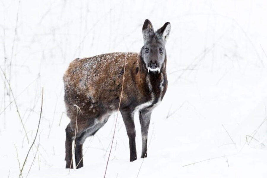 Rovaniemi: Ranua Zoo Ticket with Walking Tour and Lunch - Key highlights worth your time