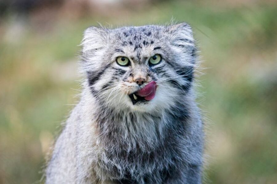 Rovaniemi: Ranua Zoo Ticket with Walking Tour and Lunch - Price and value: is $152 per person a smart deal?