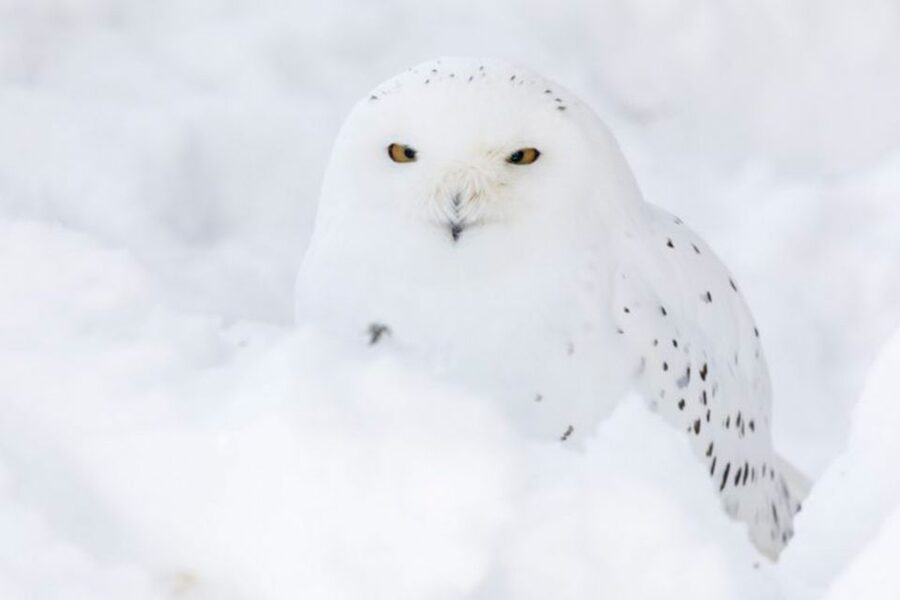 Rovaniemi: Ranua Zoo Ticket with Walking Tour and Lunch - Ranua Zoo in winter: what you’re really paying for