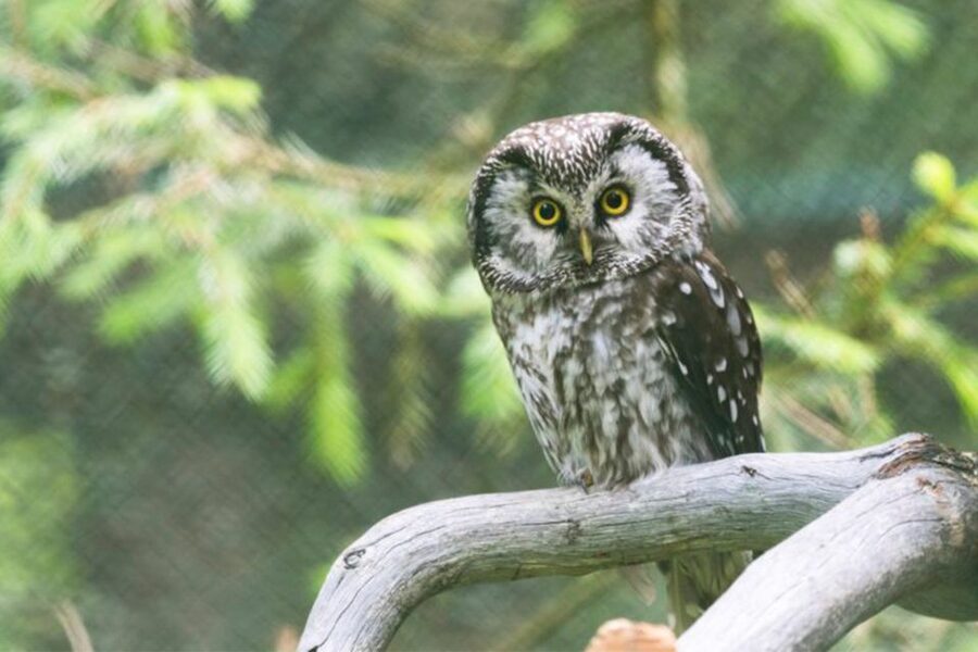 Rovaniemi: Ranua Zoo Ticket with Walking Tour and Lunch - Walking your 1.5-hour loop: make the map work for you